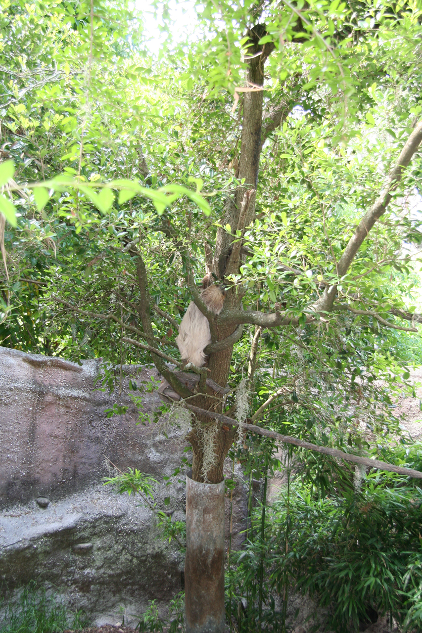 Meister der Tarnung: Zweizehenfaultier im Blätterdach/Master of camouflage: Two-toed sloth in the canopy